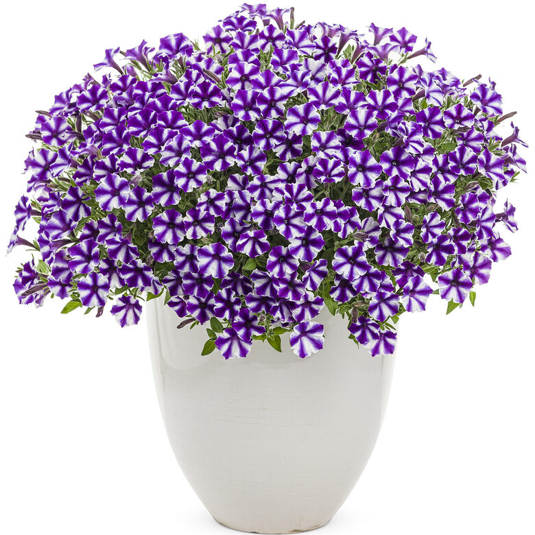 Petūnija Mini VISTA "VIOLET STAR" - 4gb-AR IEKĻAUTU PIEGĀDI